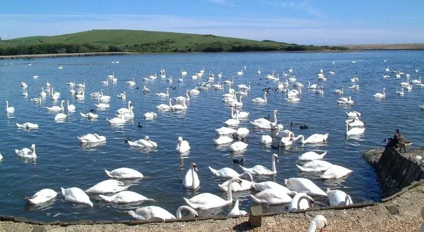Abbotsbury Tea Rooms - Général