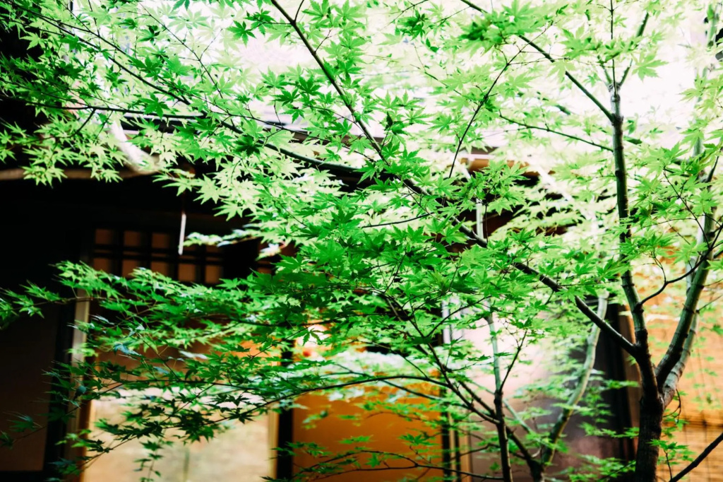 Tsukito 사진 15