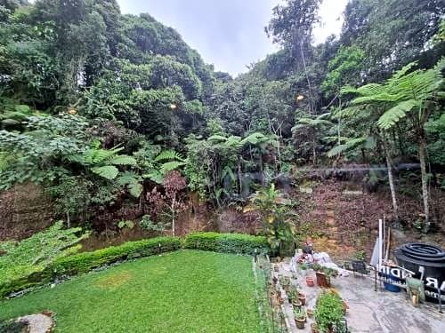 Arundina Cameron Highlands