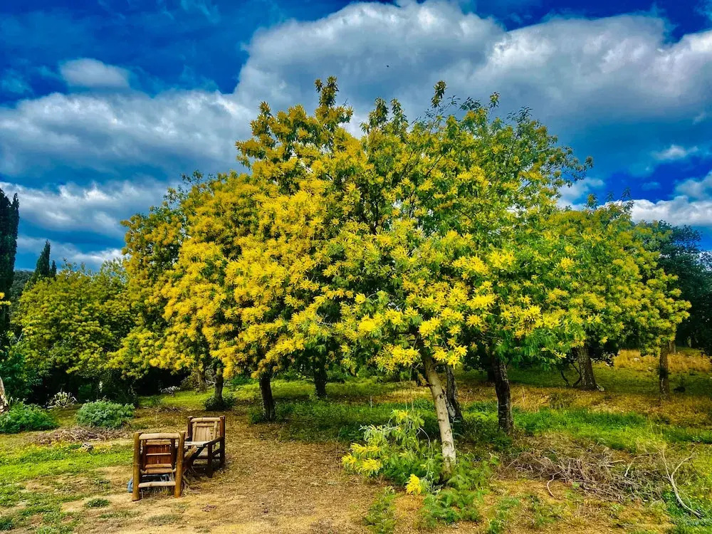 Masia Mimosa