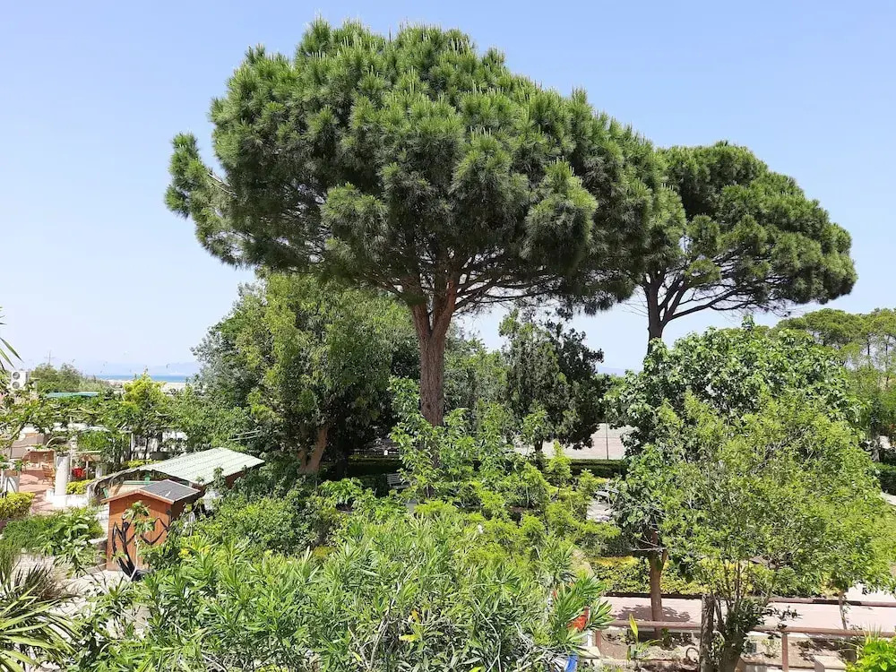 Standard Triple room with garden view