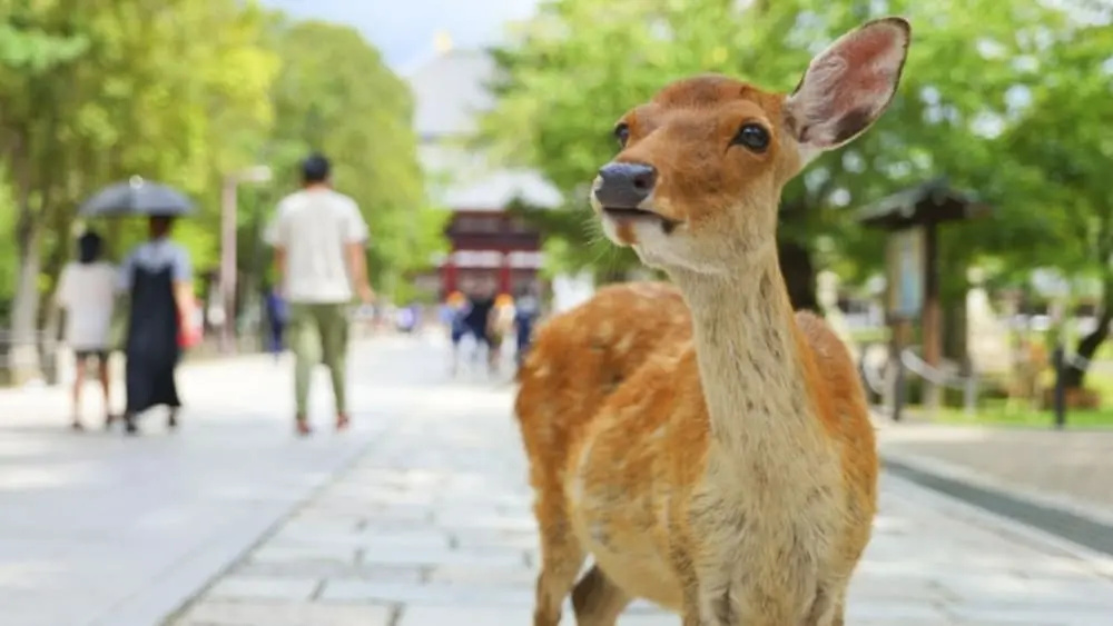 Arashi Hotel Nambaminami 사진 27