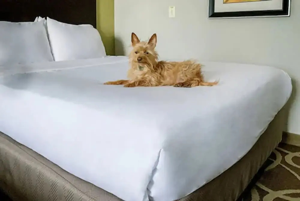 Elimwood Hotel, a Ramada by Wyndham - Chambres