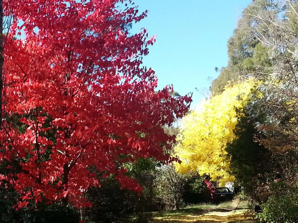Abelia Cottage of Daylesford Botanical