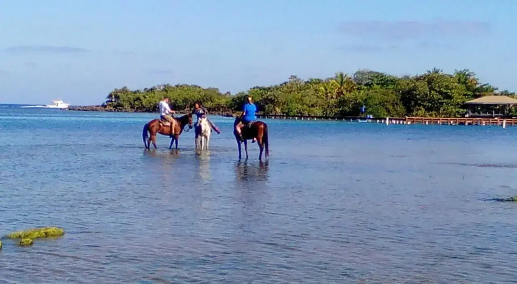 Acqua Di Mare Resort - фото 25