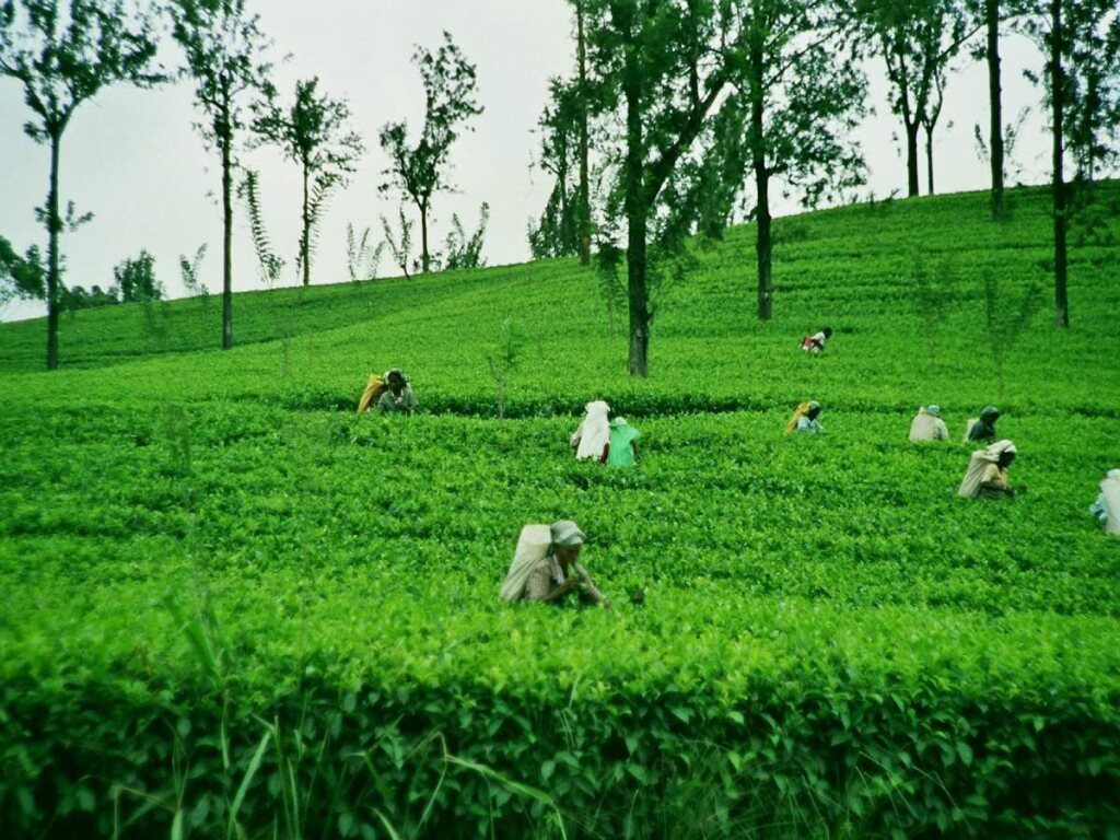 Heritance Tea Factory