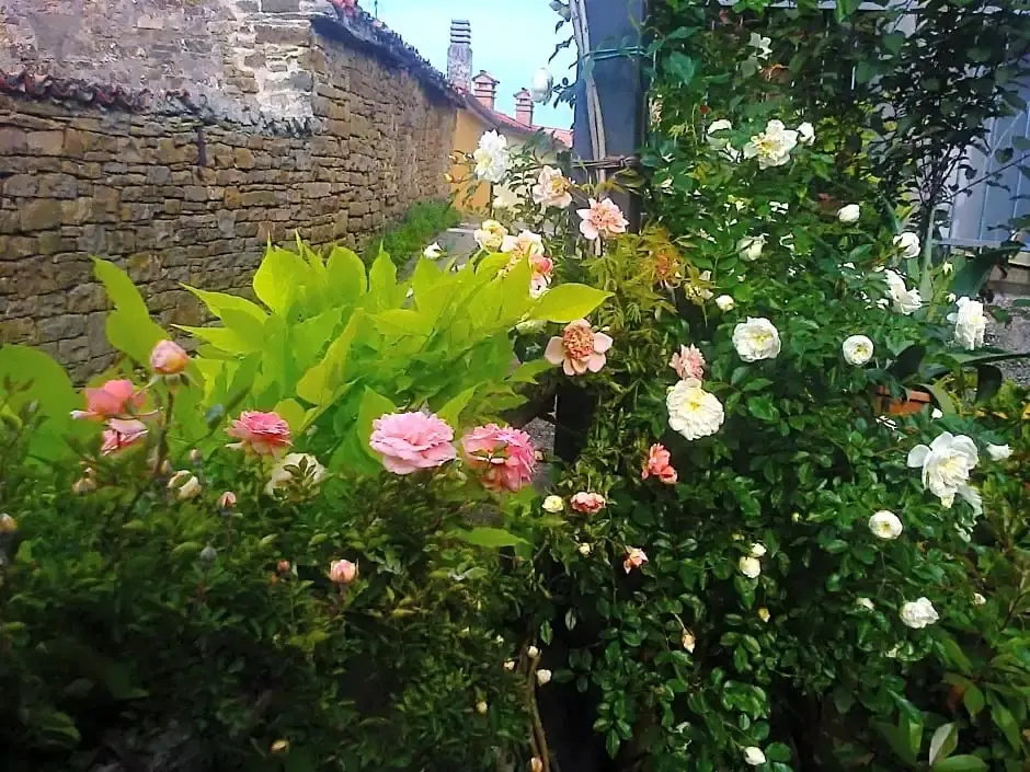 B&B Il Glicine