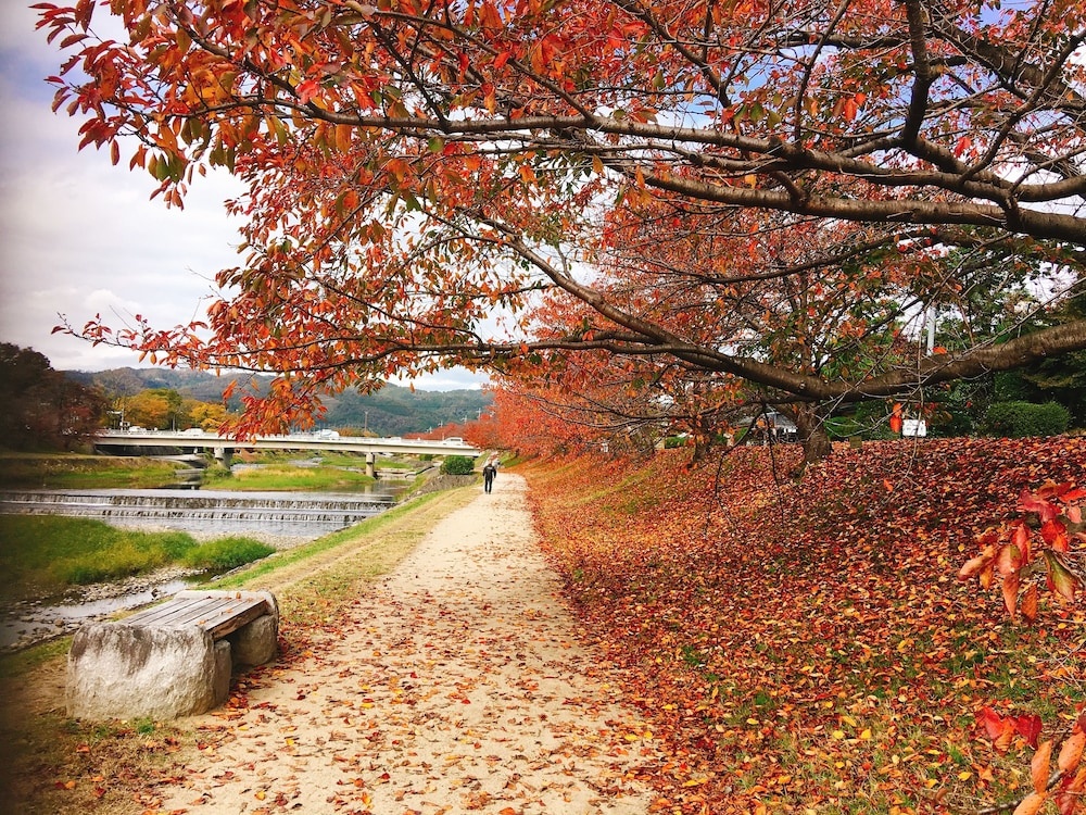 My Pavilion to Arasiyama & Gion 사진 24