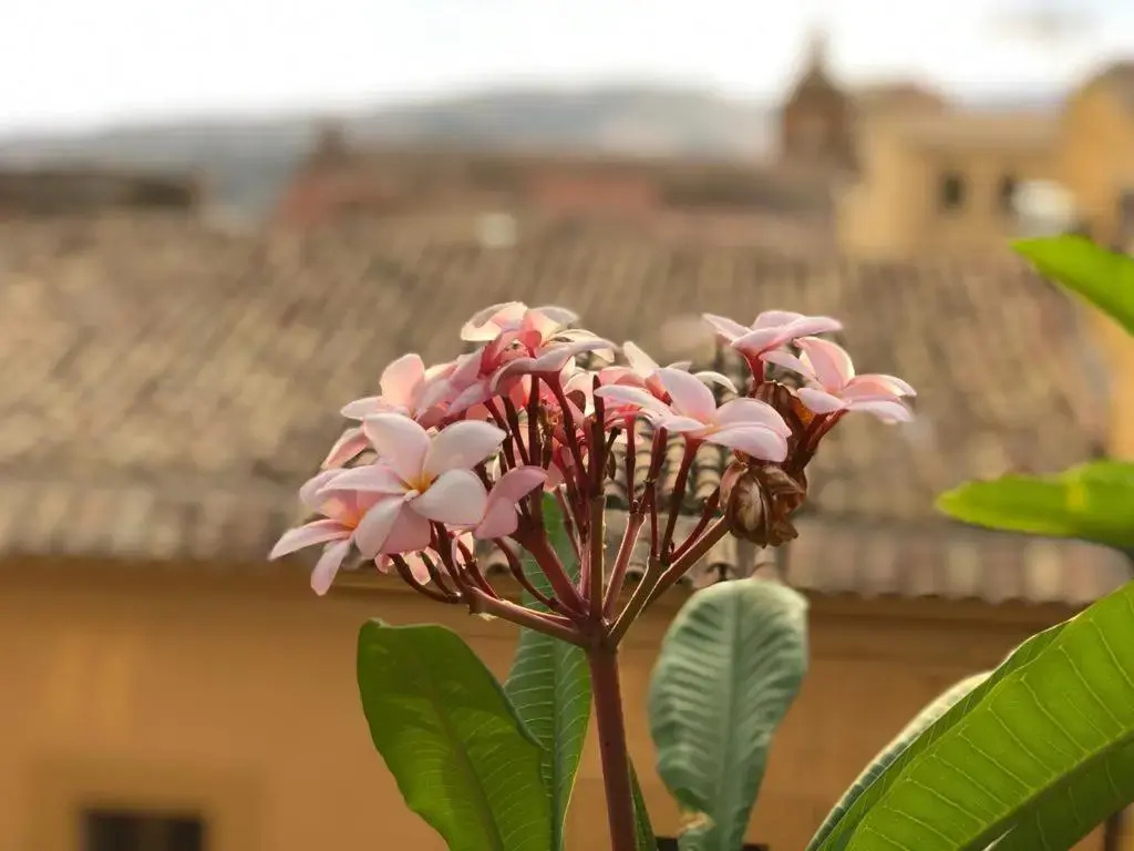 terrazze di montelusa