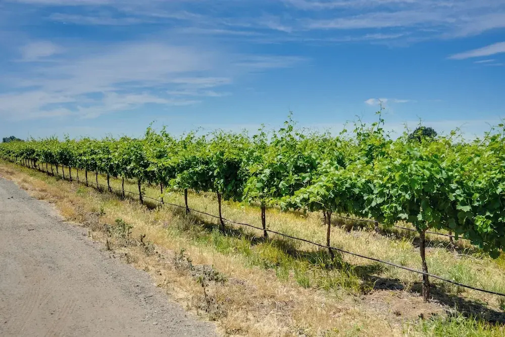 Charming Lodi Retreat: Walk to Local Wineries