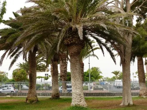 Suncanarias Apartamento Drago 326