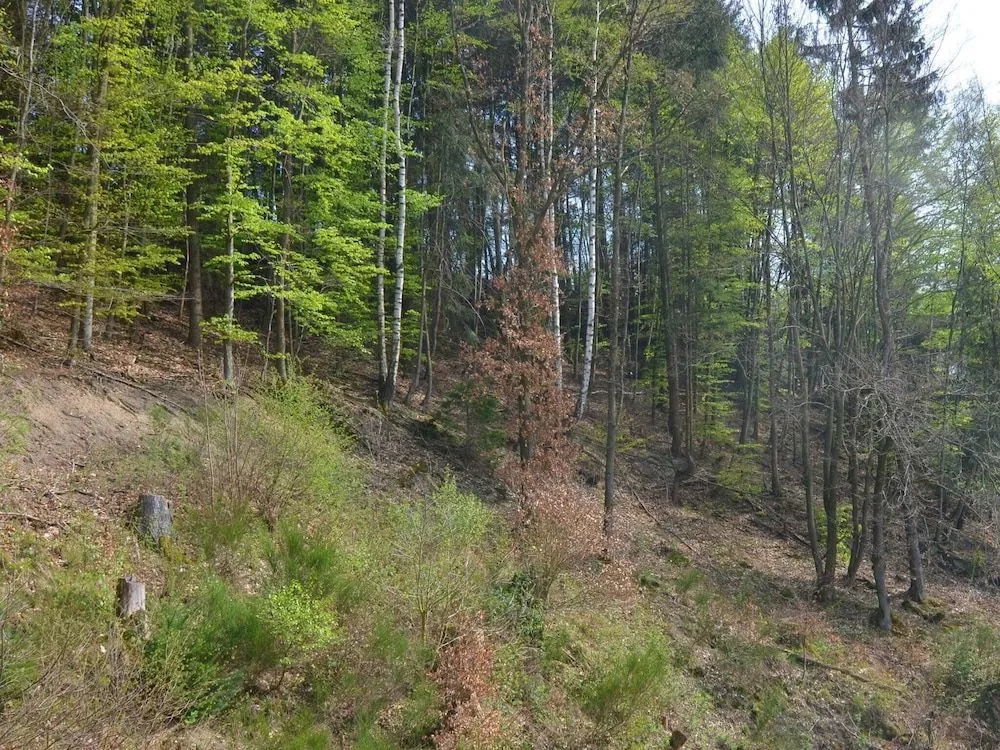 Lovely Group House near Winterberg with Private Sauna, Garden, & Terrace