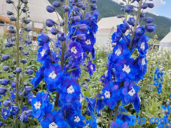Burqin Kazakh Jiulinghou Homestay