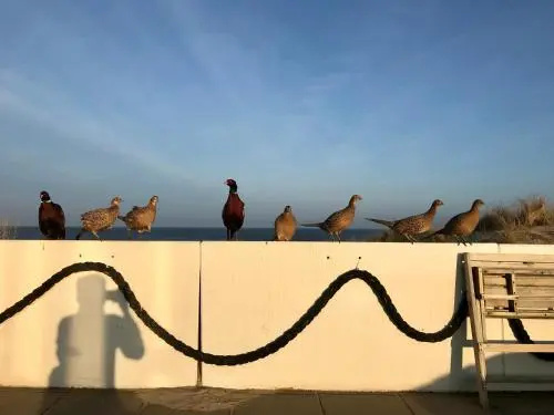 Strandhotel Noordzee - Général