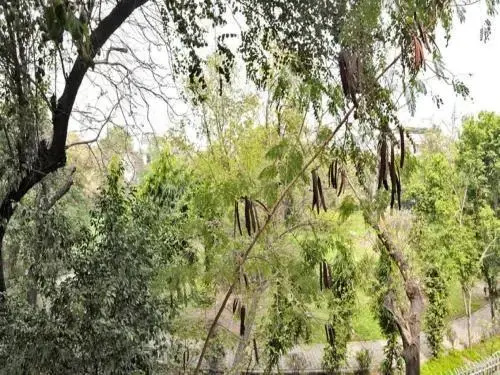 Haveli Hauz Khas - Général