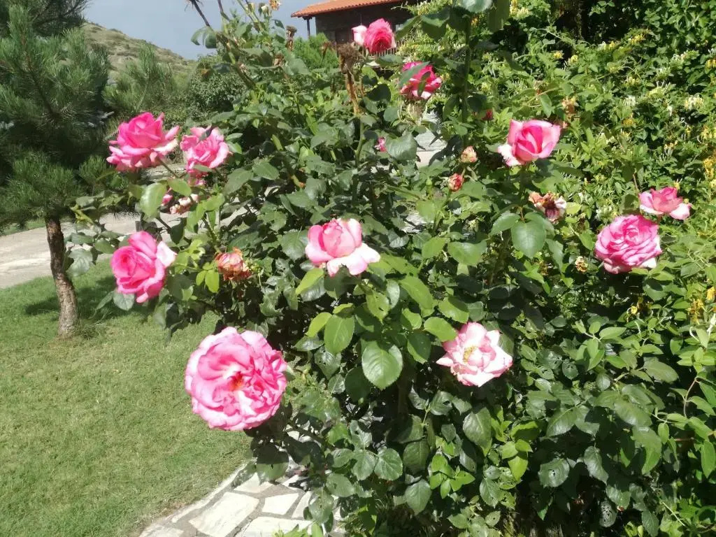 Prespa Resort & Spa - фото 2