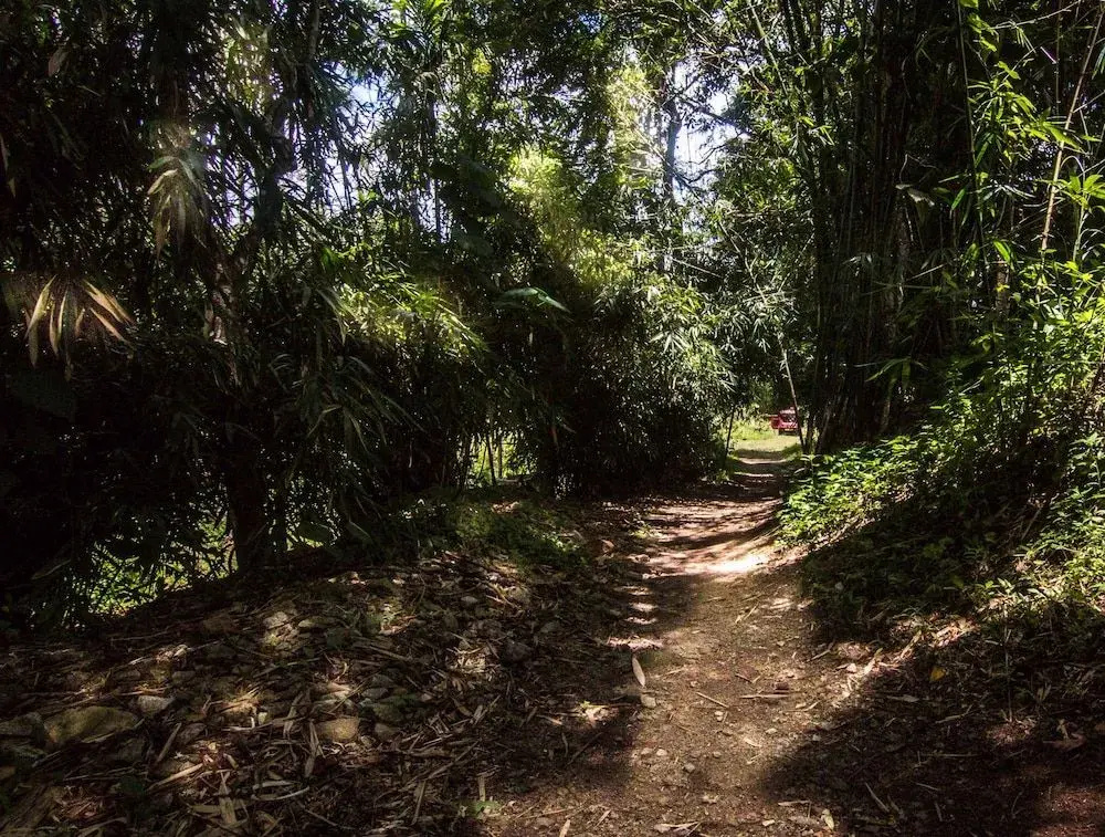 Uravu Bamboo Grove