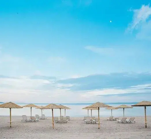 Olea Mare - Général