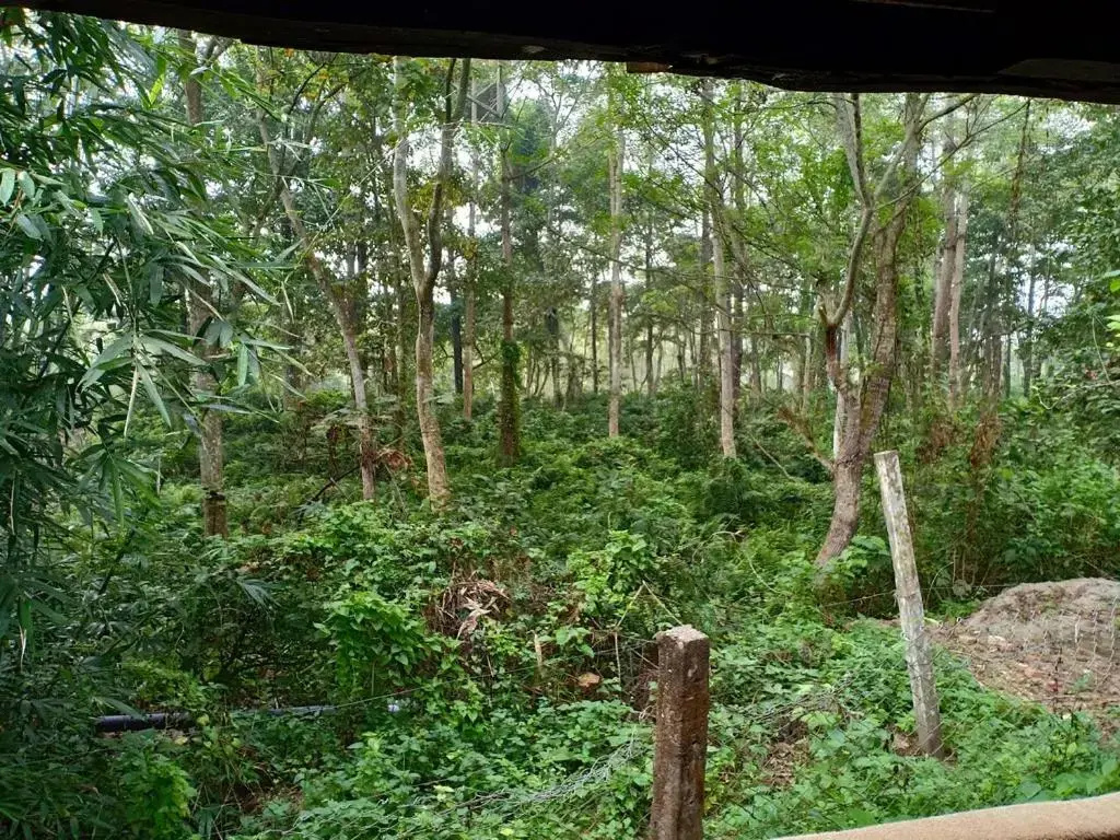 Sarang Wildlife Sanctuary Hotel - Chambres