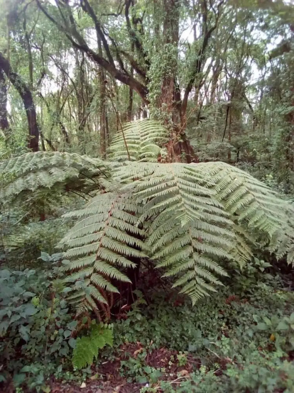 kilnopark hotel machame — фото 6