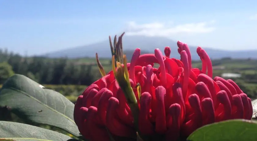 Casa das Proteas