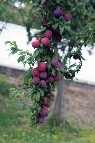 Quinta das Ameixas - Country & Nature