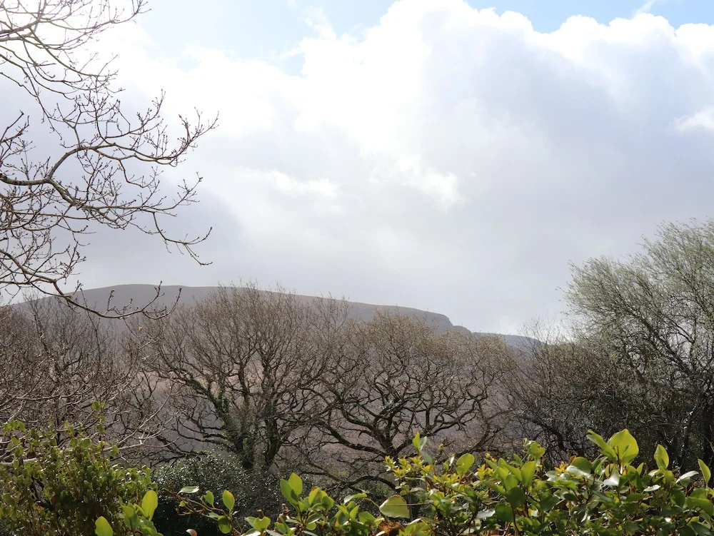 Rowantree