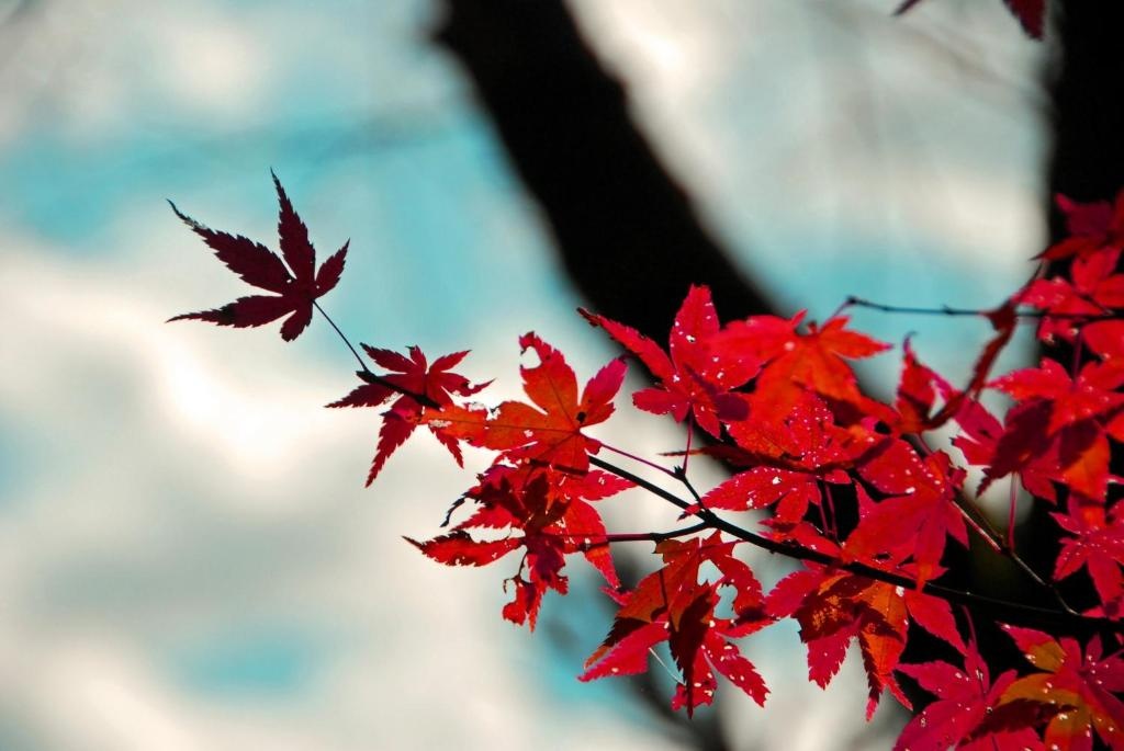 Stay SAKURA Kyoto Nijo Seasons 사진 4
