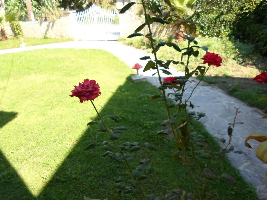 Hotel photo 37