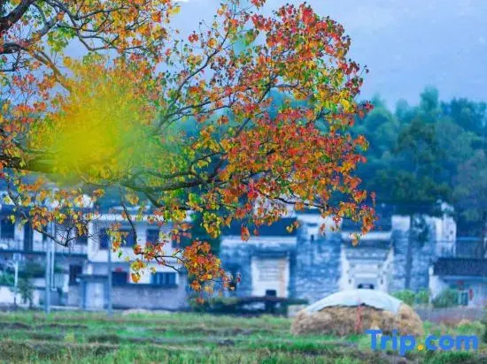 Taiping Yunzhu Characteristic Homestay