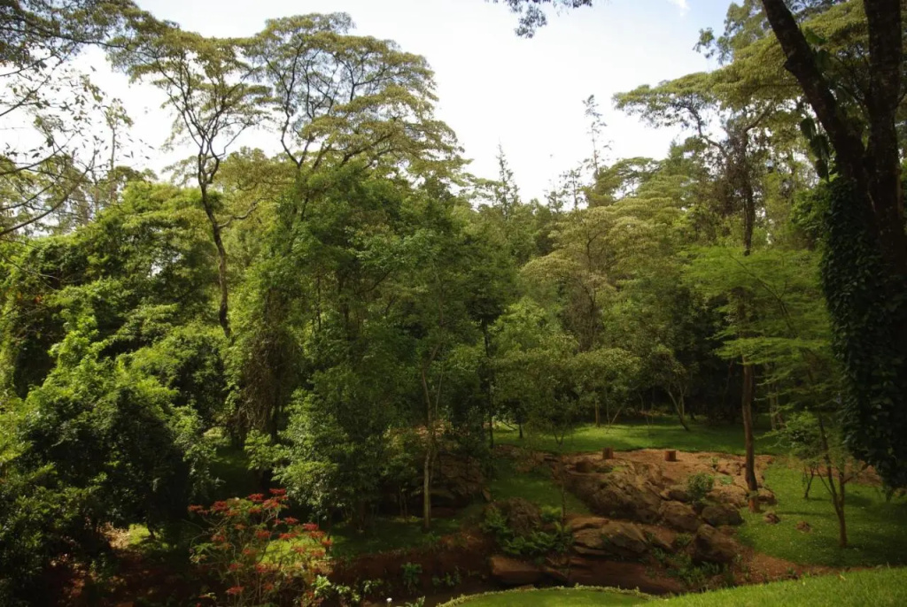 West Wood Hotel - Général