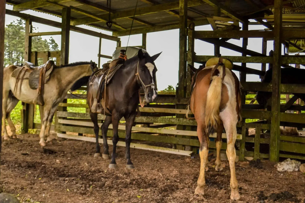 Termales del Bosque & Hot Springs - фото 18
