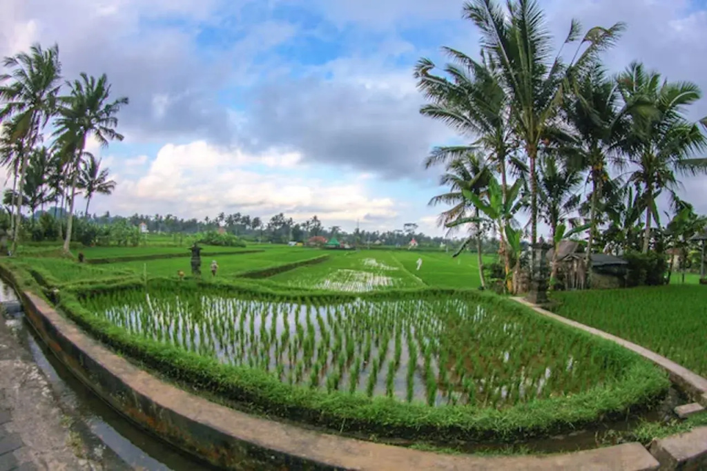 Belvilla Moksha Ceking Rice TerraceNearUbud Jungle Swing — фото