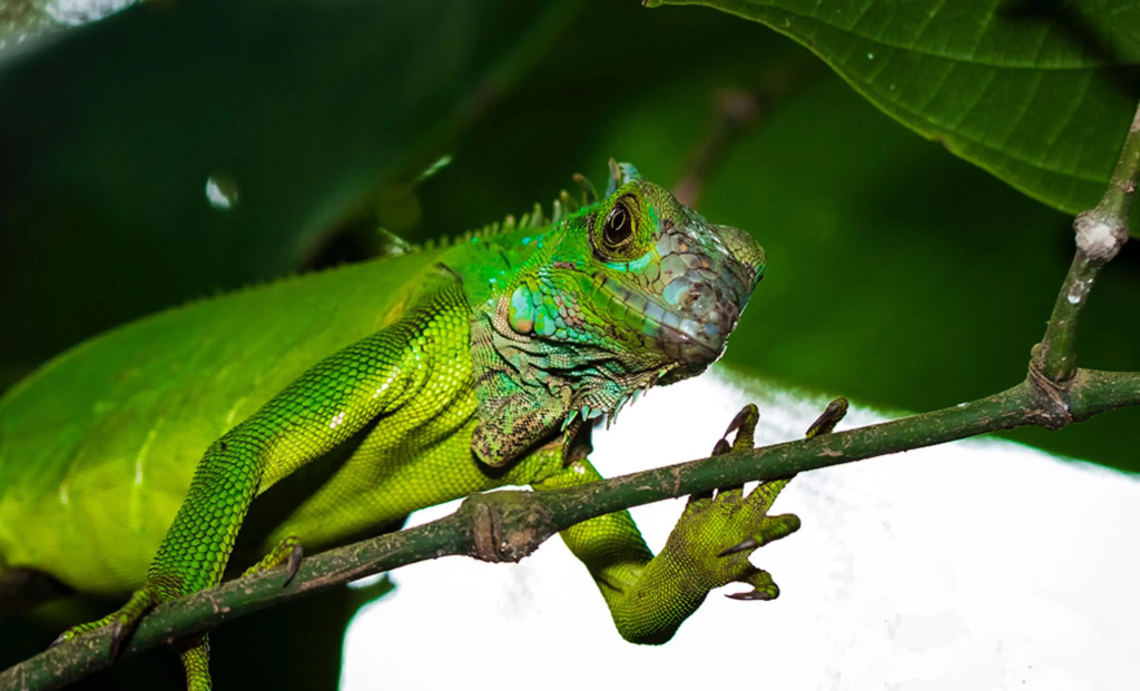 Summit Rainforest & Golf Resort - фото 23