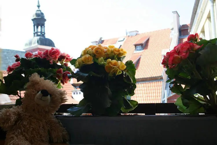 Teddy Bear Hostel Riga — 3
