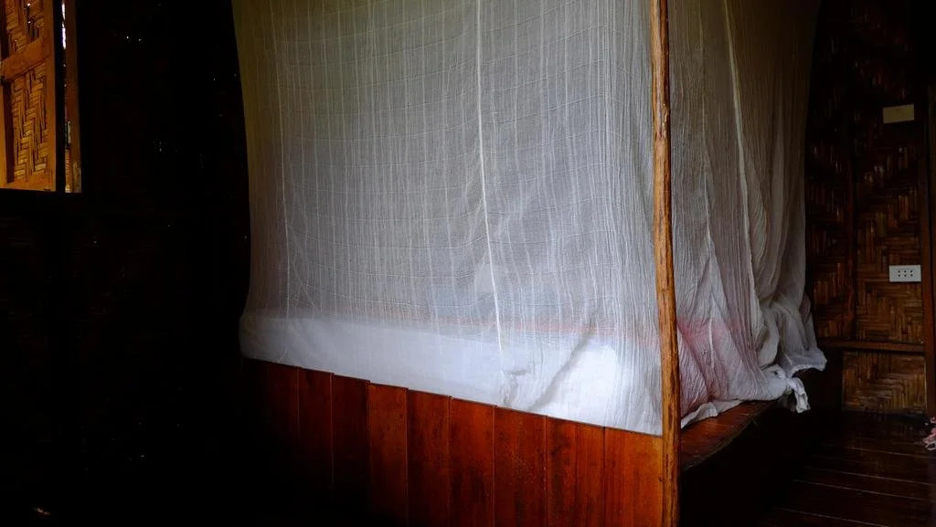 Andaman Sunflower by null