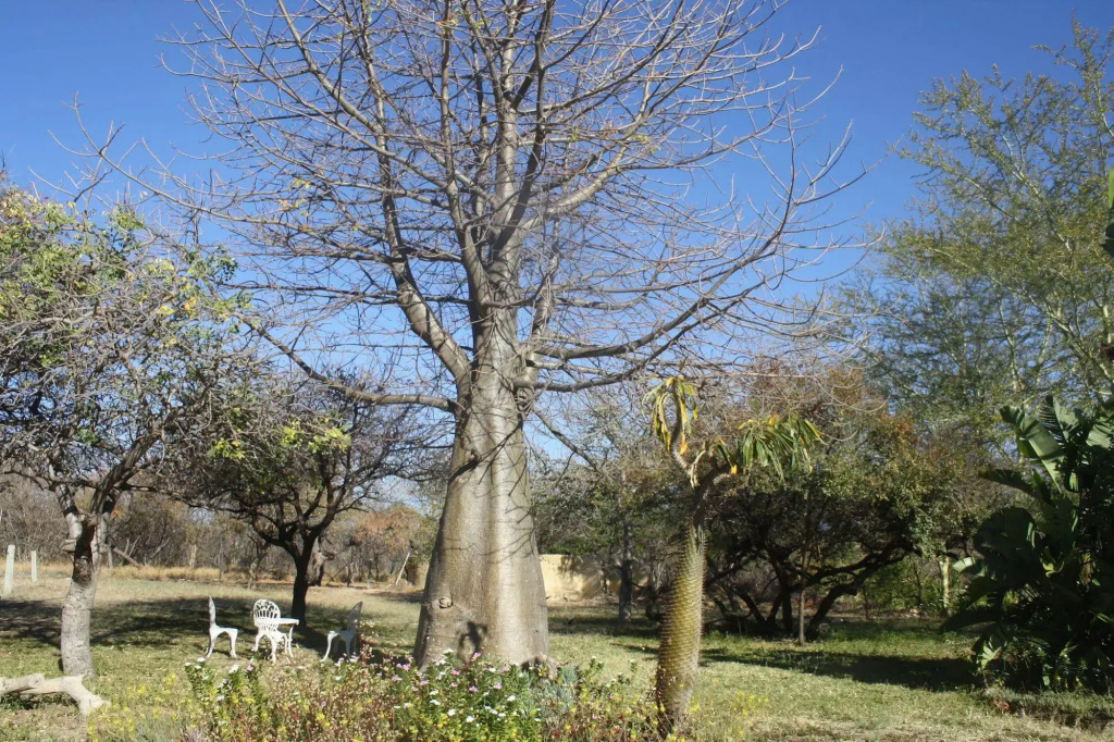 Mariepskop View
