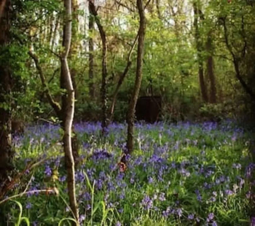 Ancient Woodland Retreat