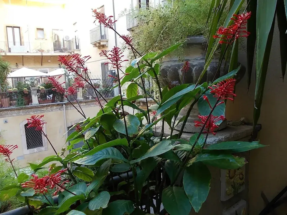 La Terrazza - Général