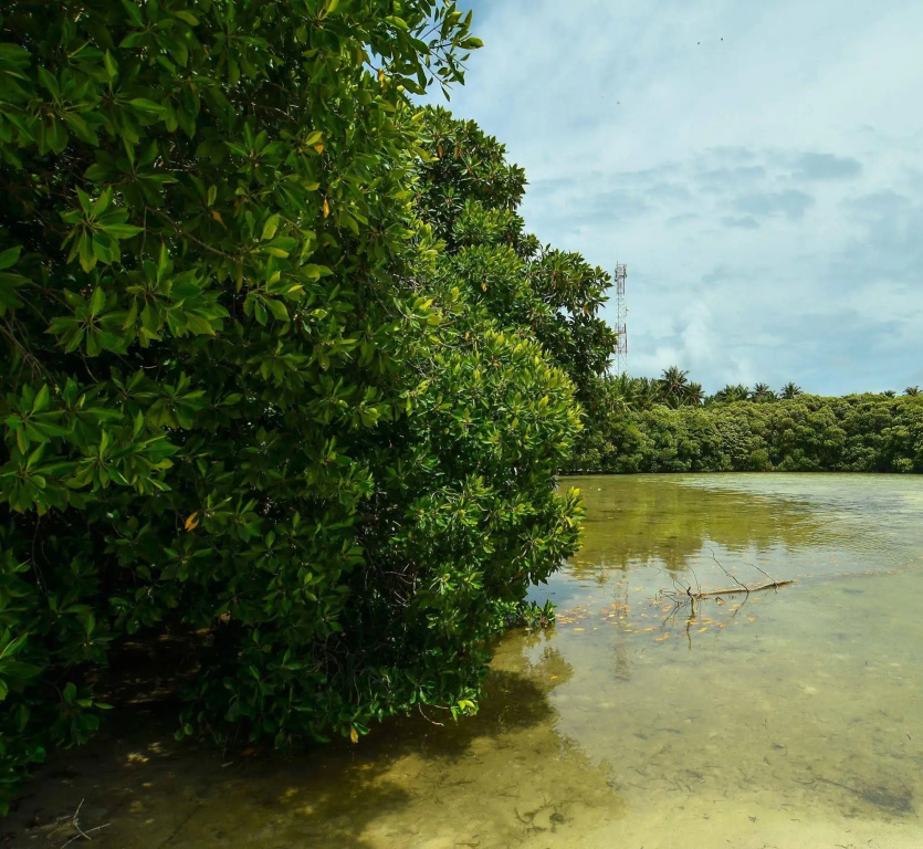 Huraa East Inn - Général