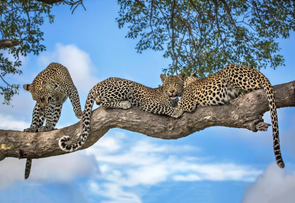 Motswari Private Game Reserve Resort by NEWMARK - Général