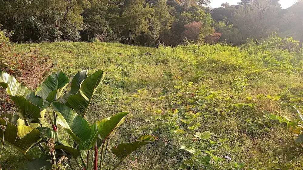 Finca panthera