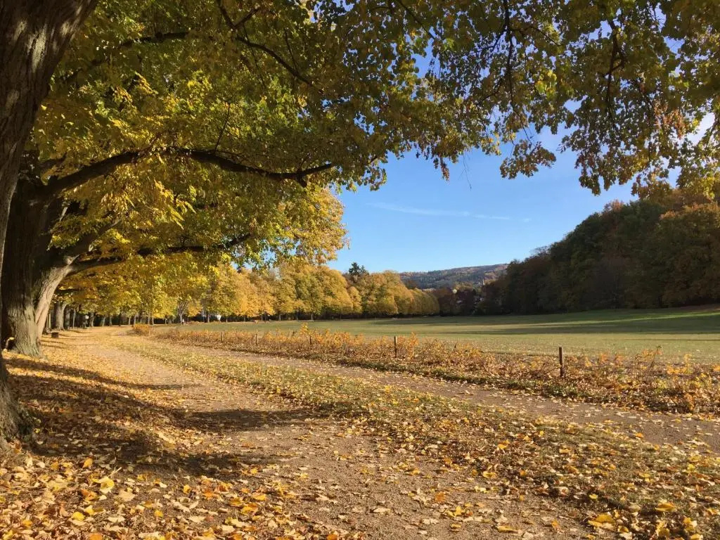 Suite mit Blick auf die Lichtentaler Allee