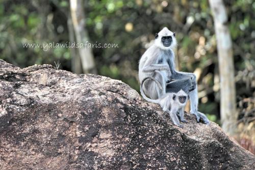 Ceylon Wild Safaris Yala