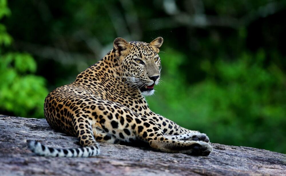 Wild Coast Tented Lodge All Inclusive