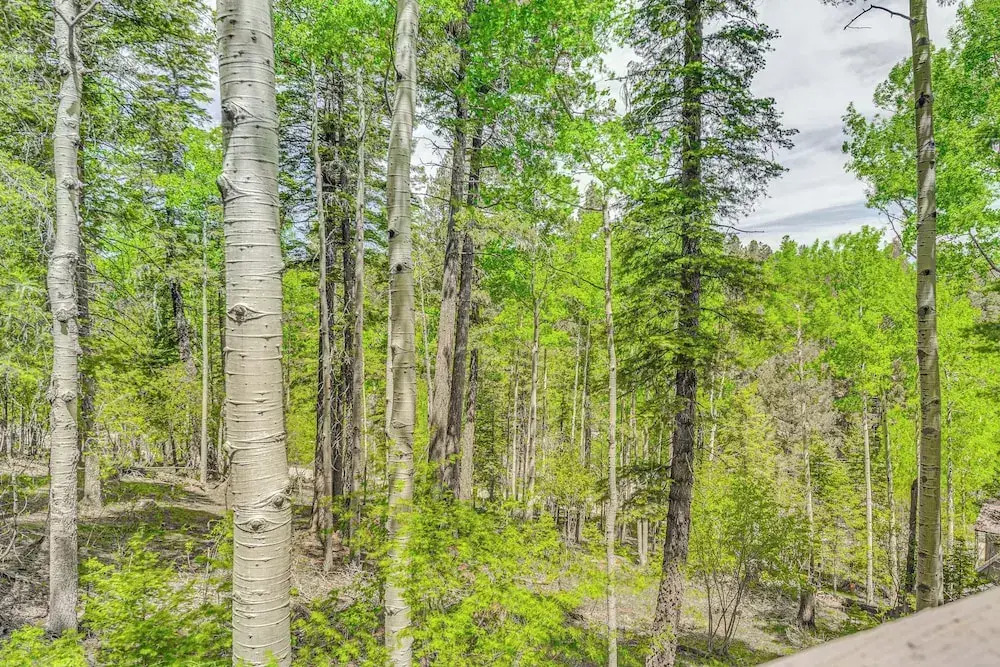 Quaint Cloudcroft Cabin w/ Stunning Forest Views! - фото 14