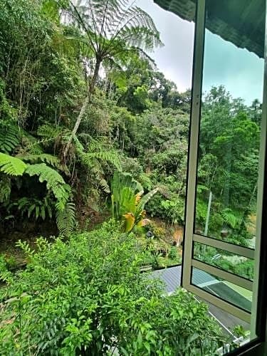Arundina Cameron Highlands