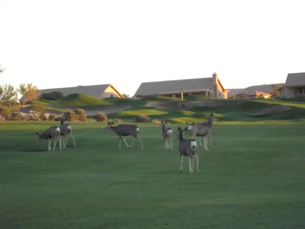 Gold Canyon Golf Resort & Spa - Chambres