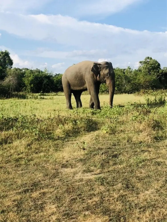 Sigiriya Nature Villa Lodge - фото 34