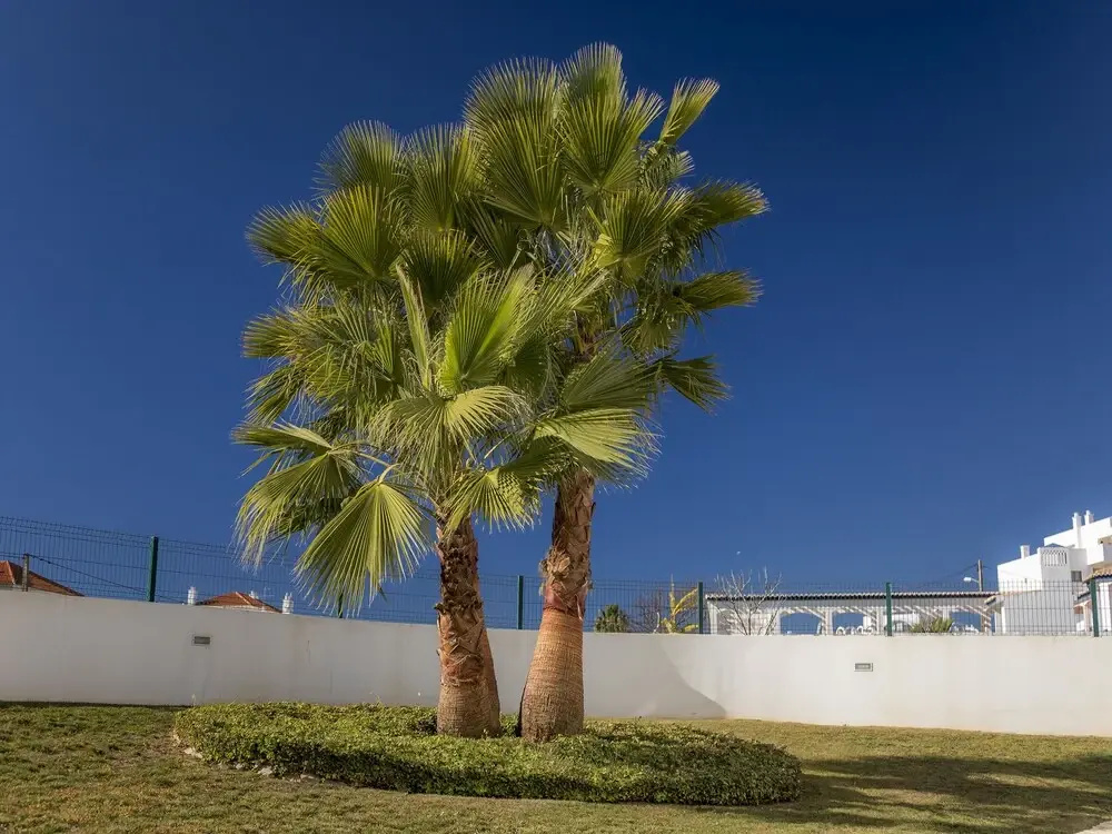 A26 - Afonso V Apartment